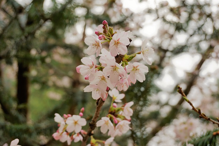 (ひとこと写真) エベレスト街道の桜。